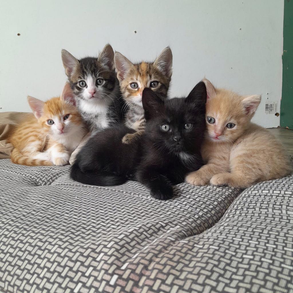 super lieve mooie kittens, Dieren en Toebehoren, Meerdere dieren, Kortharig, 0 tot 2 jaar