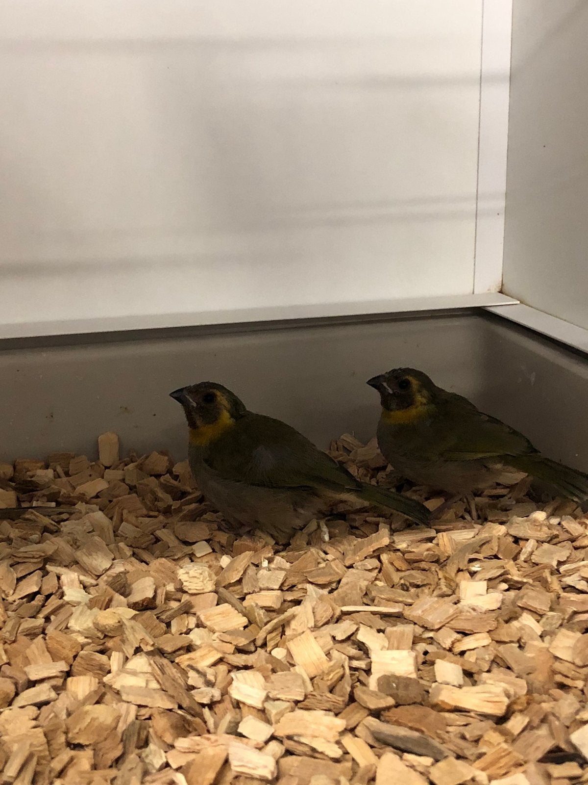 Kleine Cubavinken, Dieren en Toebehoren, Vogels | Overige Vogels, Meerdere dieren