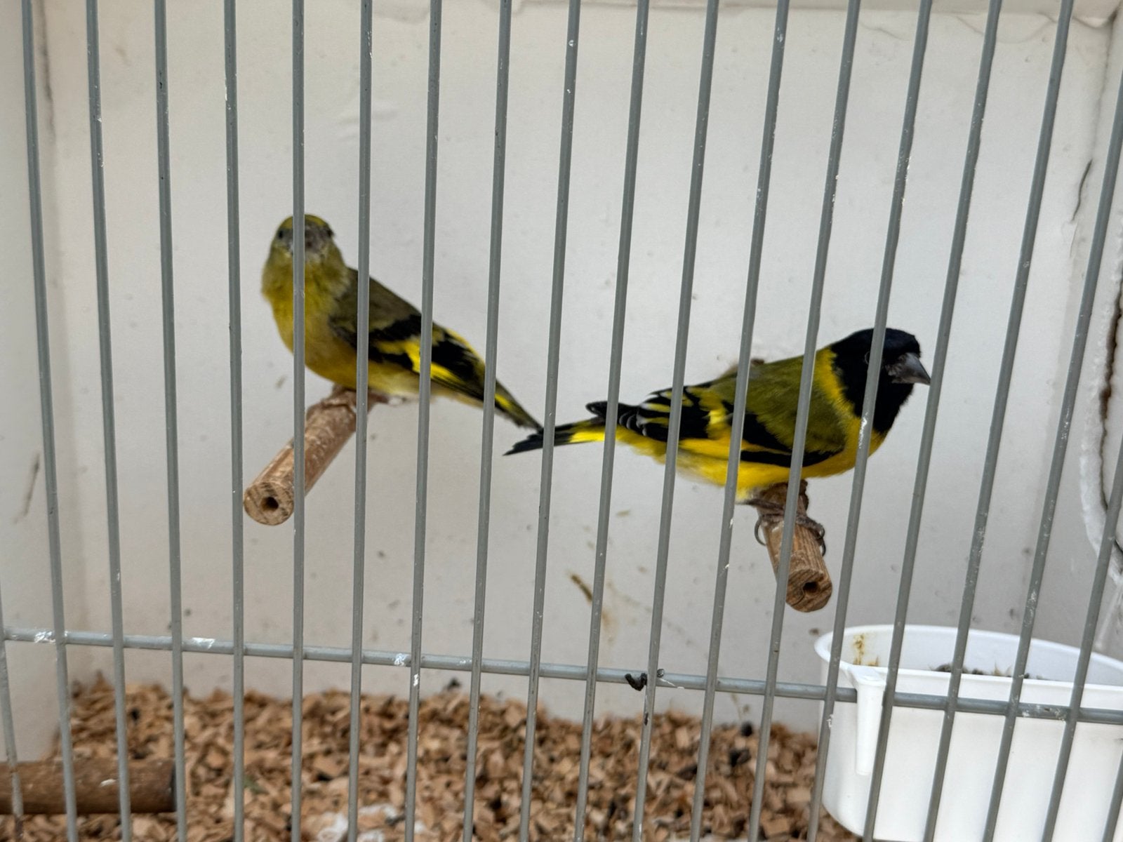 Koppel Zwartkopsijzen, Dieren en Toebehoren, Vogels | Overige Vogels, Meerdere dieren, Wildzangvogel, Geringd