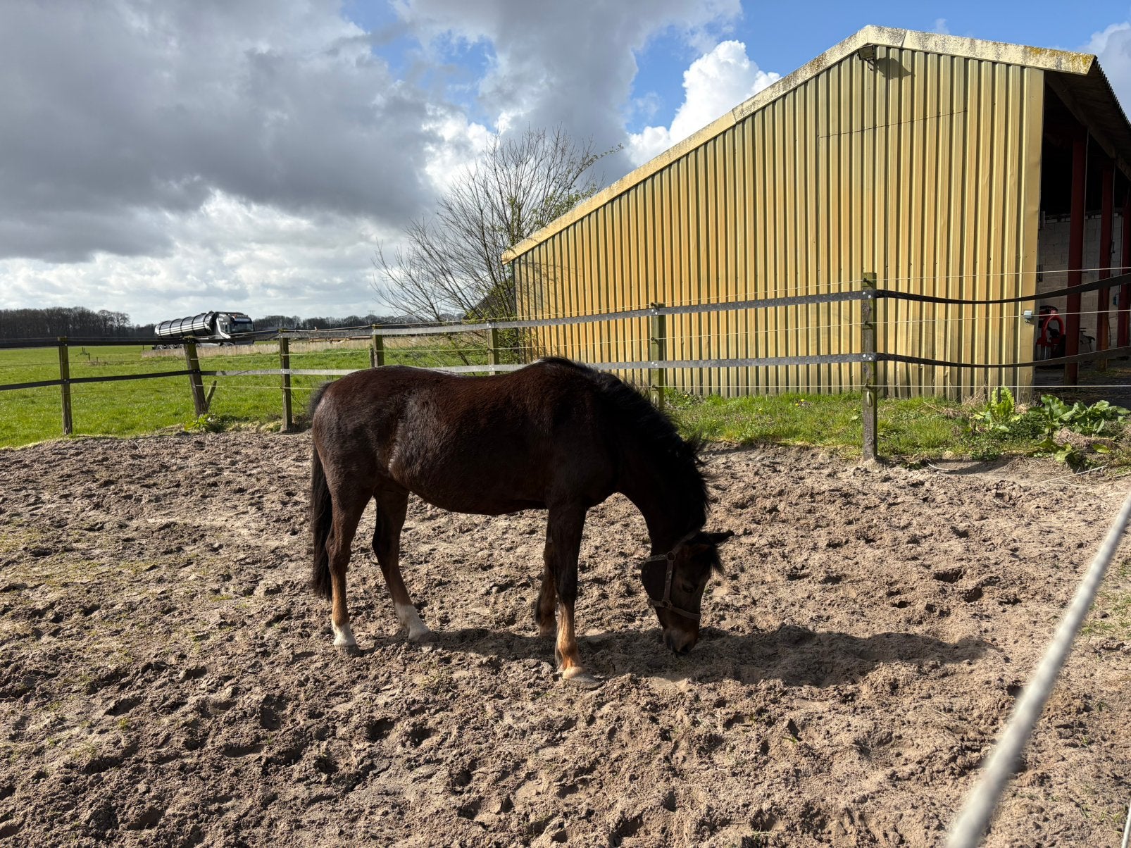 D Pony Welsh, Dieren en Toebehoren, Stalling en Weidegang