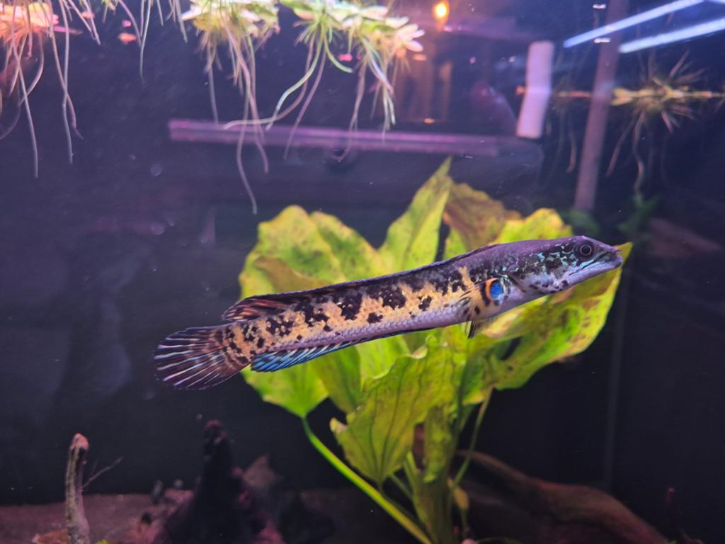 Wildvang CHANNA AURANTIMACULATA, Dieren en Toebehoren, Vissen | Aquariumvissen, Vis