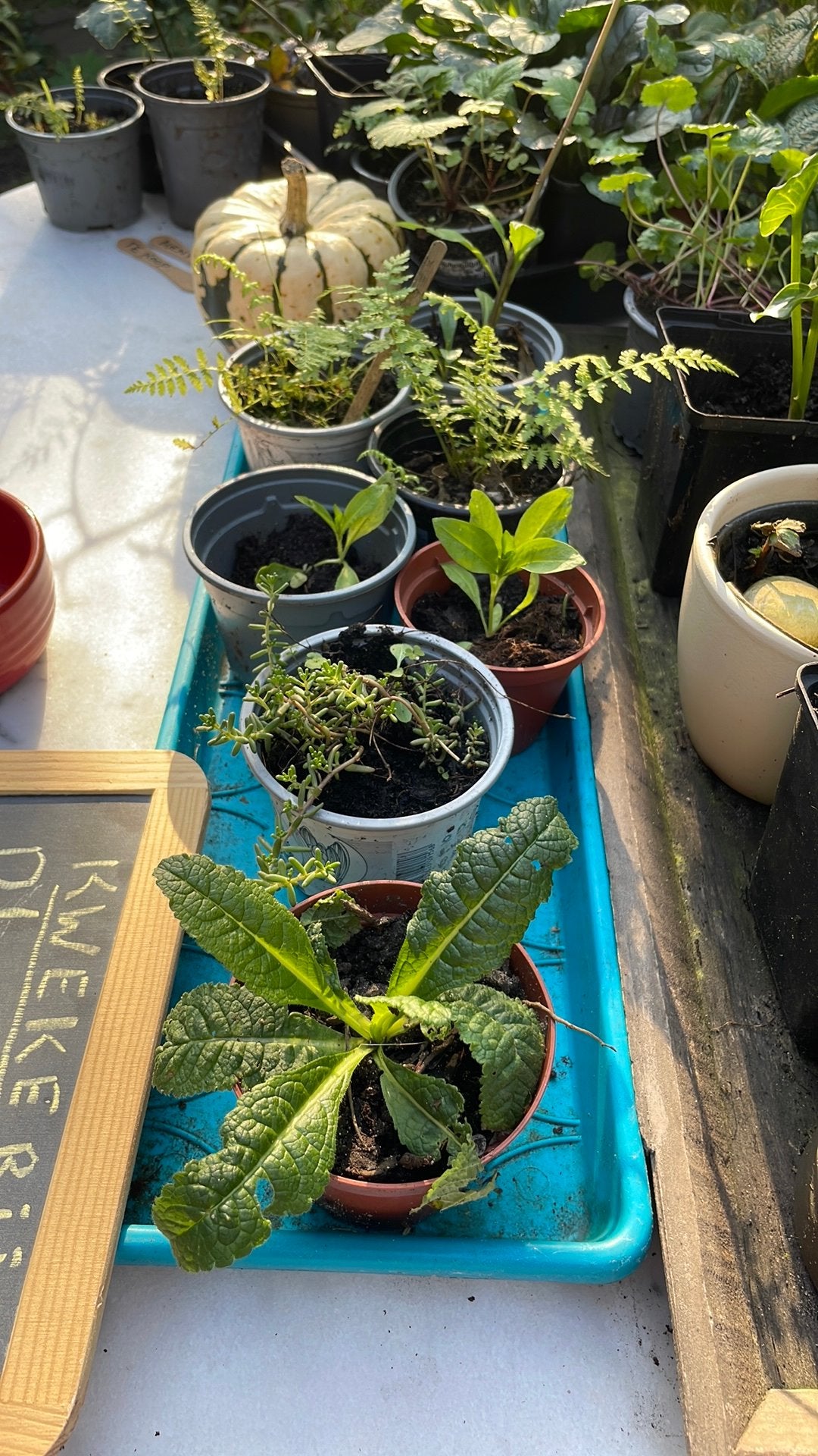 Tuinplanten voor €1,50. Gifvrij! Bijenplantjes, Ophalen, Overige soorten