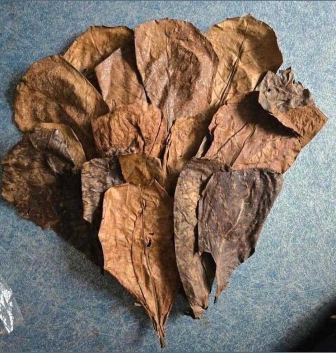 CATAPPABLADEREN VOEDINGSBLAD VOOR GARNALEN/KREEFTEN/VISSEN, Ophalen of Verzenden, Nieuw, Plant(en), Steen of Hout