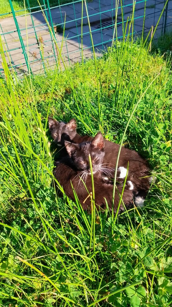 2 Tuxedo kittens, Dieren en Toebehoren, Meerdere dieren, 0 tot 2 jaar