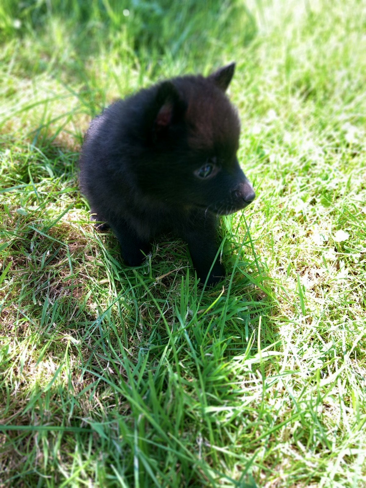 Schipperke pups te koop, 8 tot 15 weken, Meerdere, Meerdere dieren, Herder