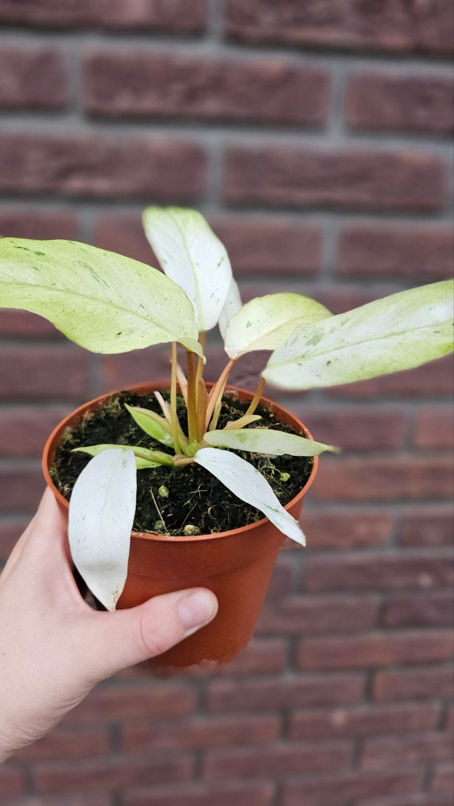Philodendron Snowdrift #2, Ophalen of Verzenden, Overige soorten, Halfschaduw, Minder dan 100 cm