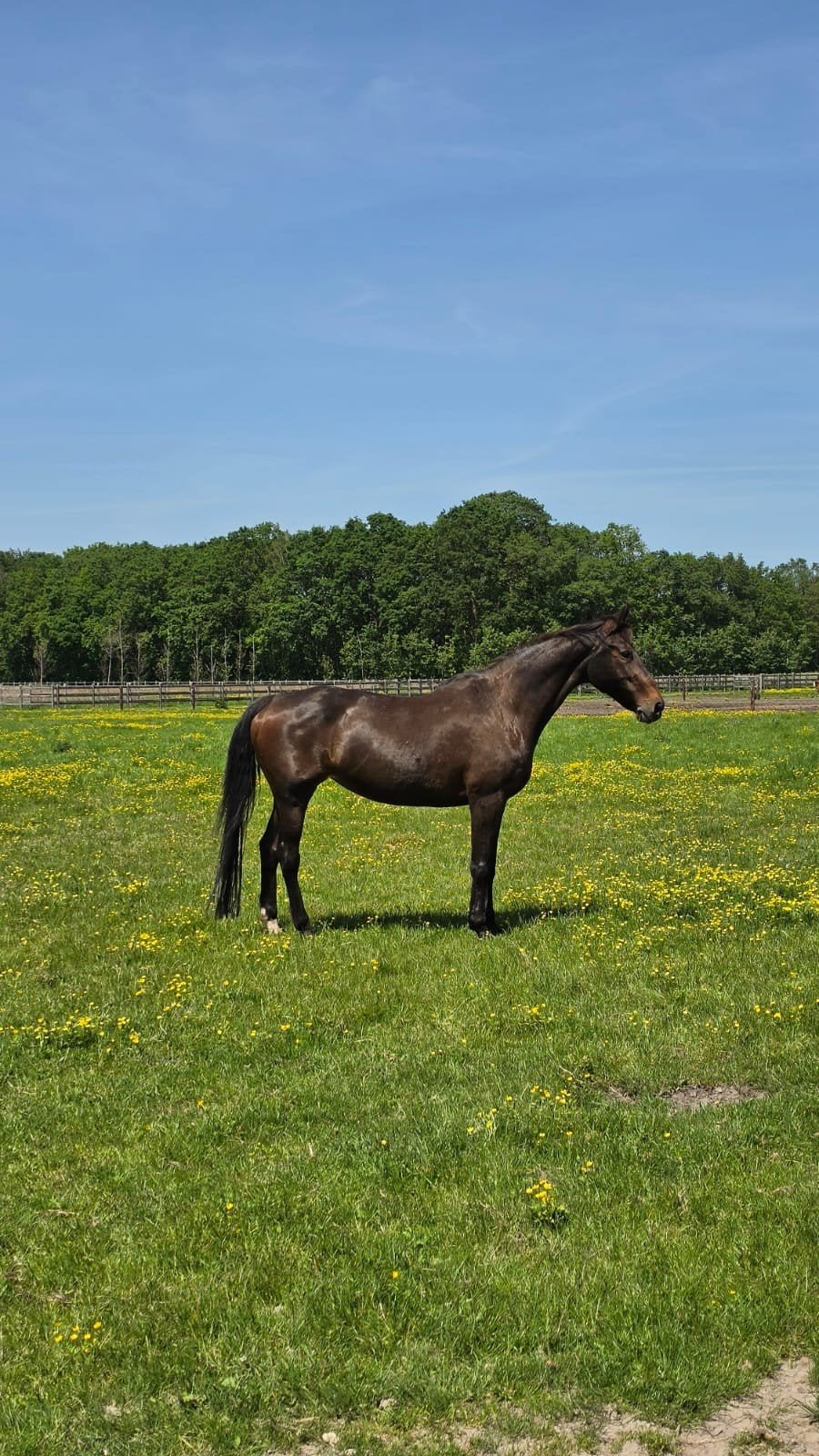 21 jarige braaf dressuur paard te koop, Merrie, Met stamboom, 170 tot 175 cm, L