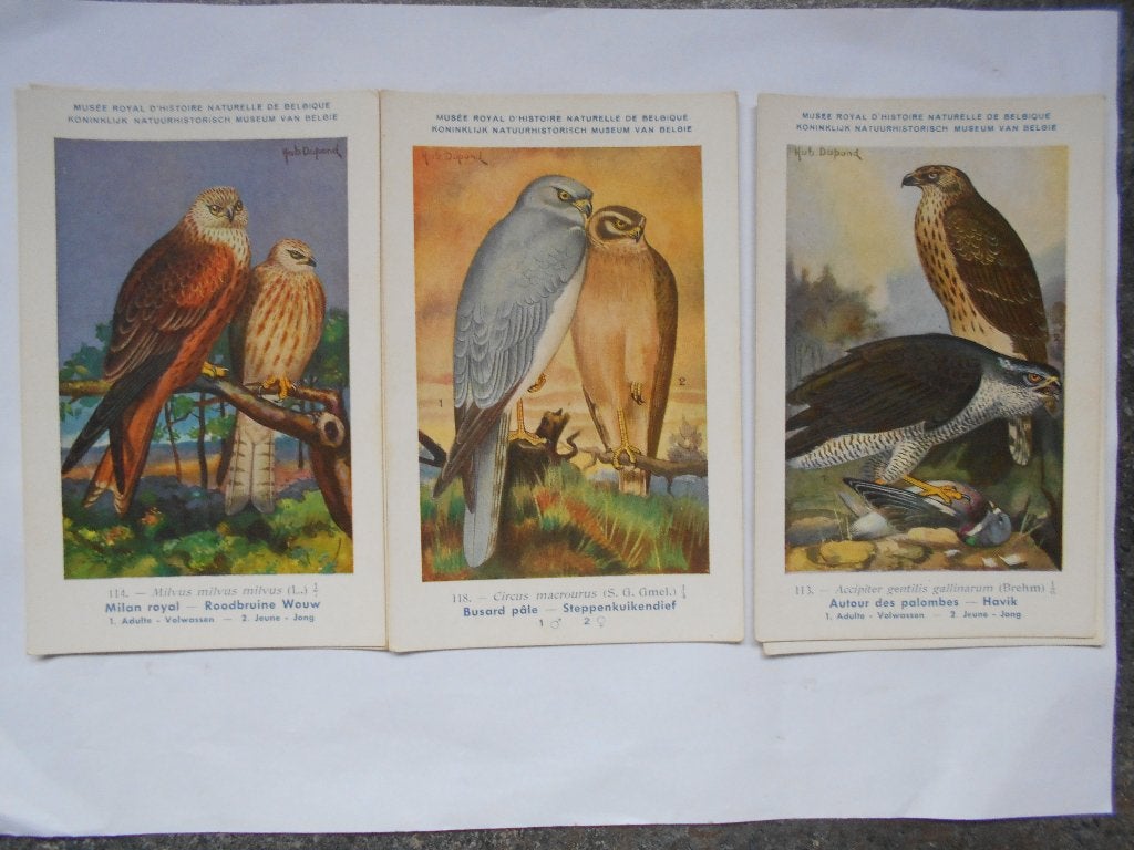 Vogelkaarten Koninklijk Natuurhistorisch Museum Hub Dupond, Ophalen of Verzenden, 1920 tot 1940, Ongelopen, Vogel