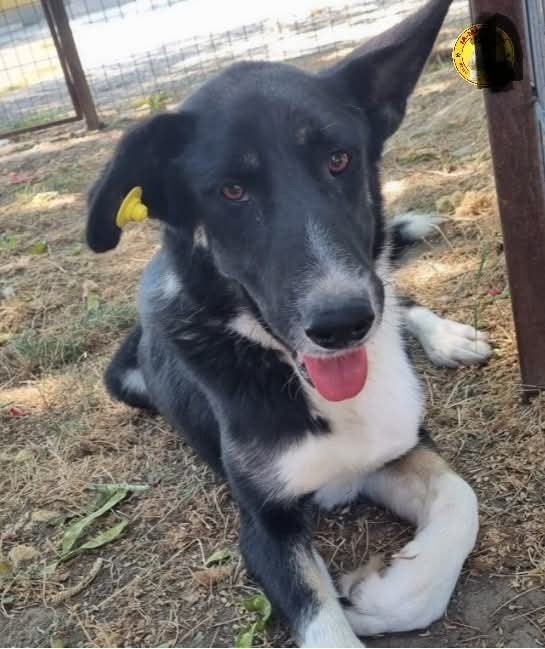 lieve aanhankelijk Lora, Dieren en Toebehoren, Particulier, Buitenland, Teef, Eén hond