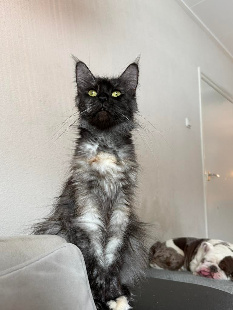 Torti Smoke Maine Coon poes, Dieren en Toebehoren, Katten en Kittens | Raskatten | Langhaar, Poes, Gechipt, 0 tot 2 jaar