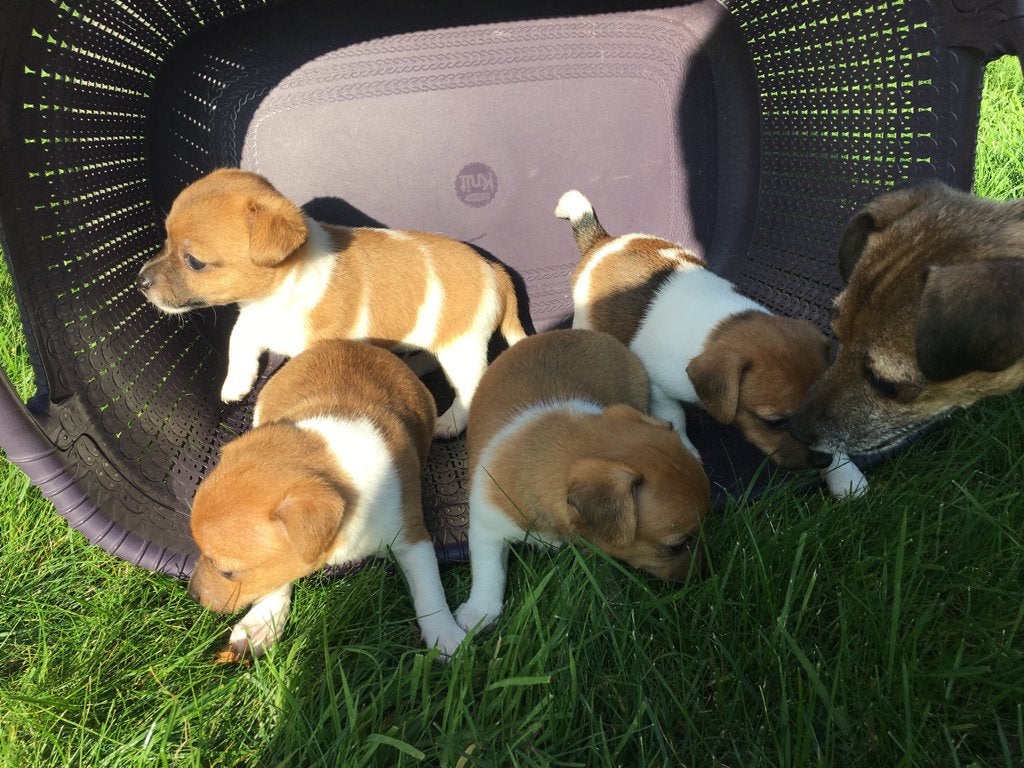 jack russell puppy’s, Jack Russell Terriër, 8 tot 15 weken, Meerdere, Meerdere dieren