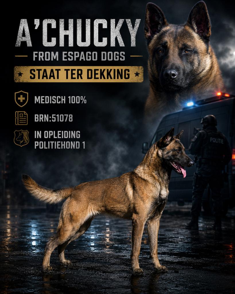 Mechelaar /Mechelse herder ter dekking, Dieren en Toebehoren, Honden | Dekreuen, België, Particulier, Reu, CDV (hondenziekte)