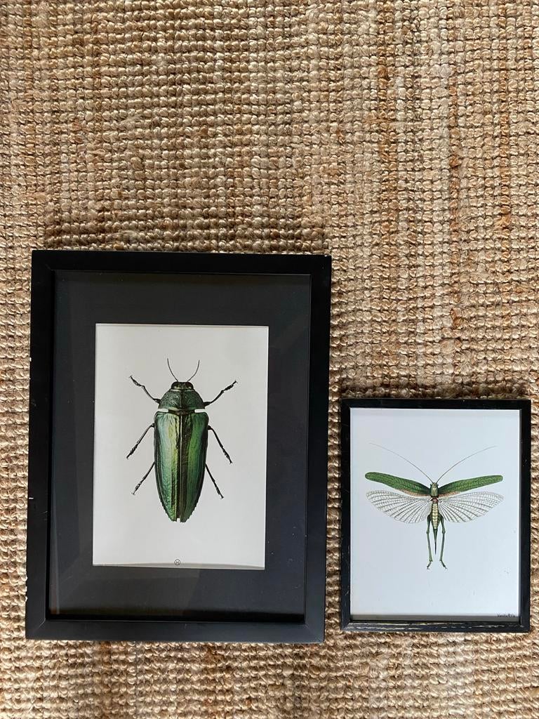 Twee ingelijste prenten van insecten, Ophalen of Verzenden