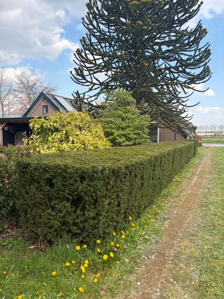 Taxus haag, Tuin en Terras, Planten | Bomen, Ophalen, Bloeit niet, Halfschaduw, Overige soorten