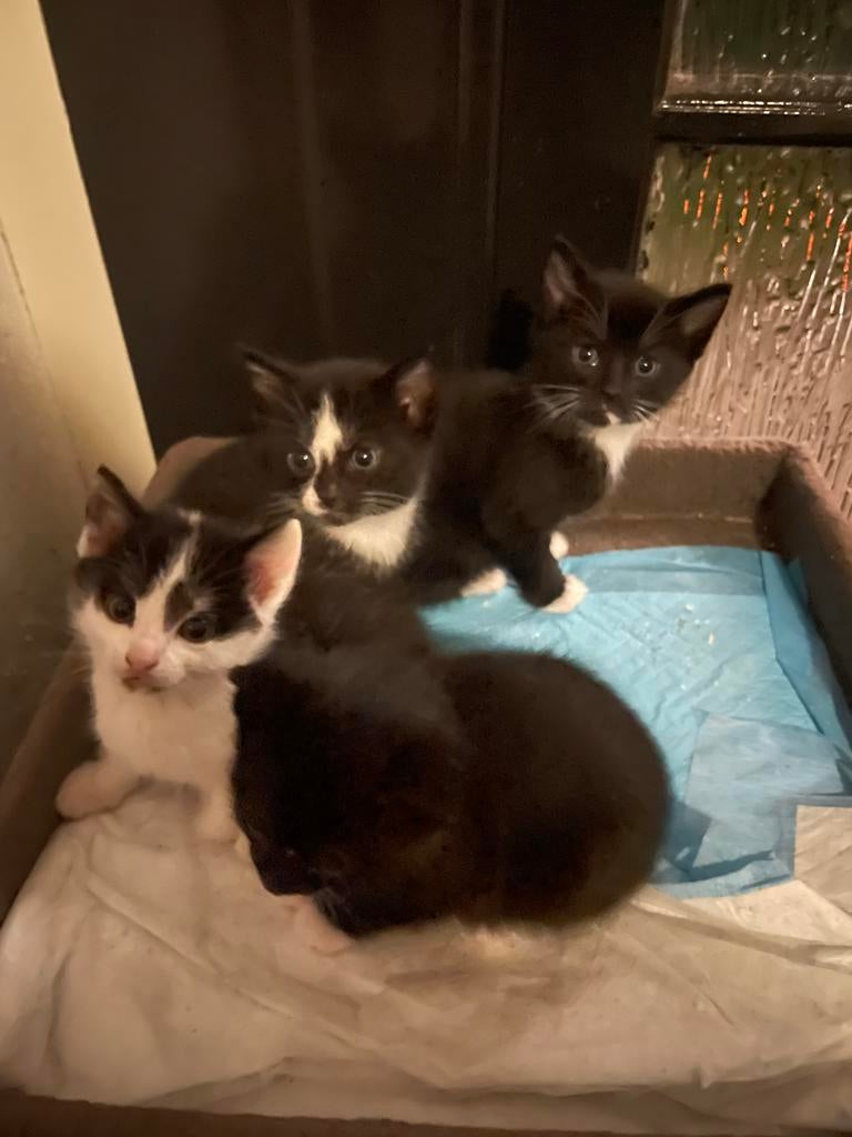 Kittens, Meerdere dieren, Kortharig, 0 tot 2 jaar