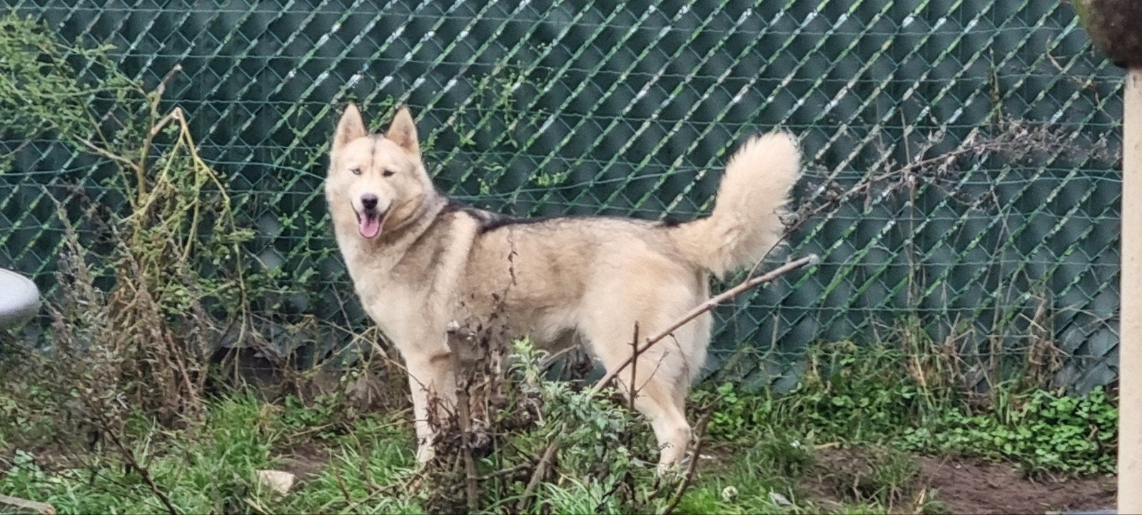Super lieve Siberische Husky teef, Dieren en Toebehoren, Honden | Poolhonden, Keeshonden en Oertypen, België, Particulier, Teef