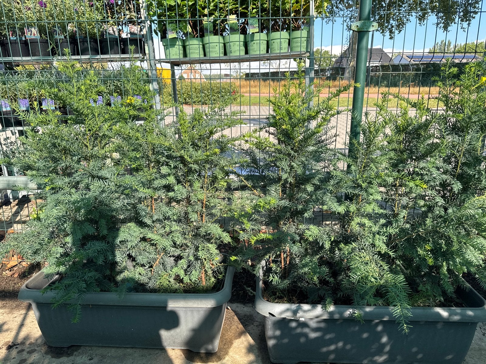 Taxus haag - 100 cm lang, 100 cm hoog, Vaste plant, Bloeit niet, Halfschaduw, Ophalen