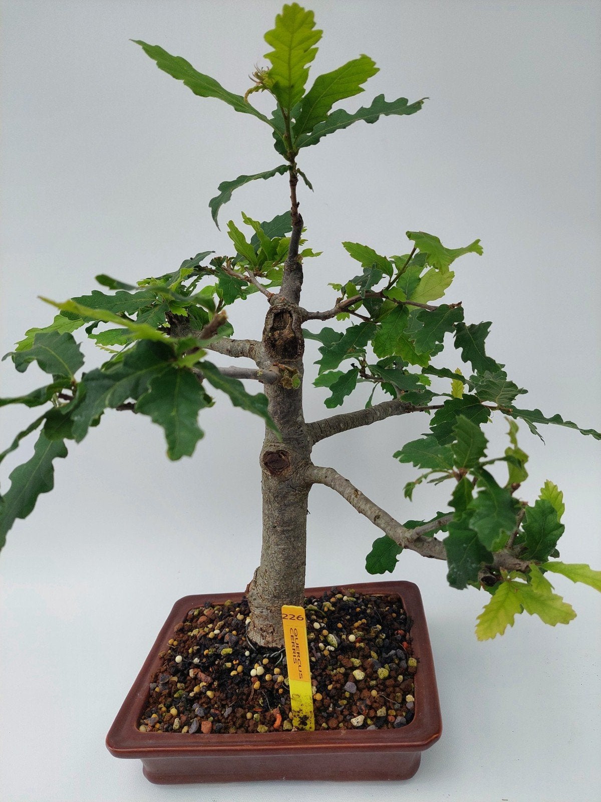 Bonsai quercus cerris, Tuin en Terras, Ophalen, Bloeit niet, Halfschaduw, Overige soorten