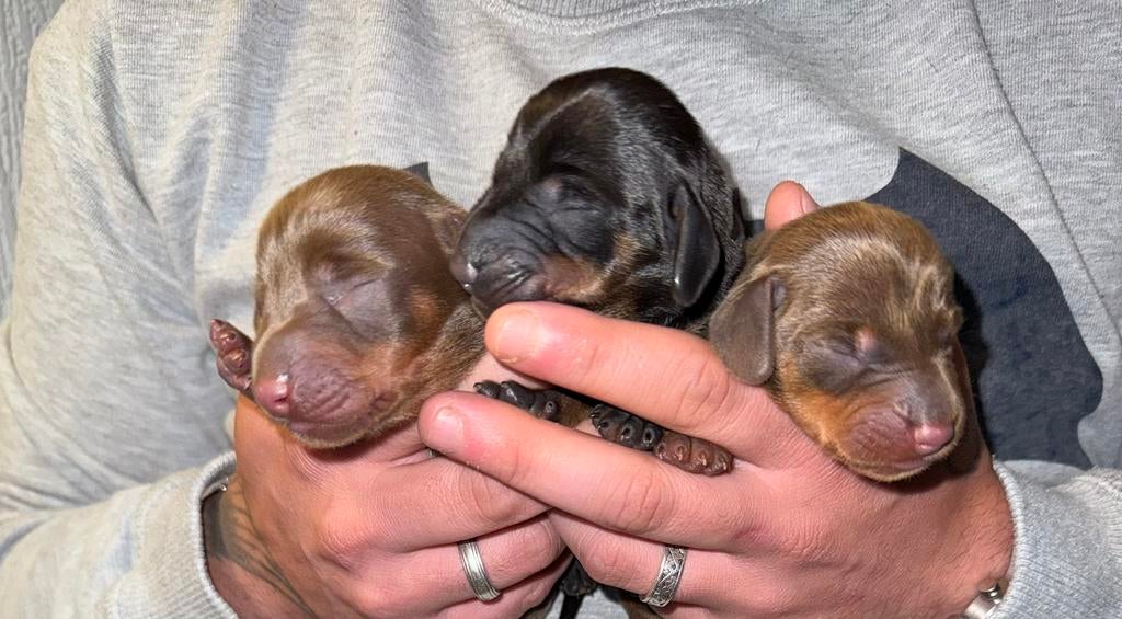 Dwerg teckel pups, Dieren en Toebehoren, Honden | Teckels en Dashonden, België, Particulier, 8 tot 15 weken, Korthaar