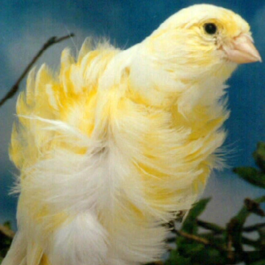 Gezocht!! Makige frisé, Dieren en Toebehoren, Vogels | Kanaries, Meerdere dieren