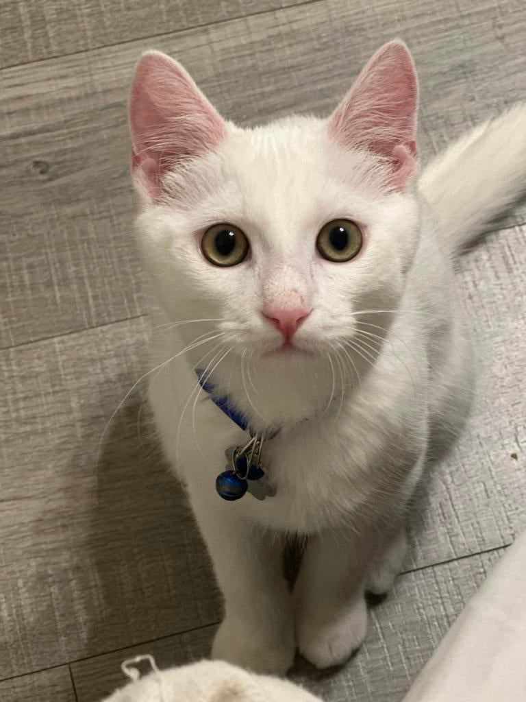 Speelse kat Sky (5,5 maanden) zoekt nieuw thuis, Dieren en Toebehoren, Katten en Kittens | Raskatten | Korthaar, Kater