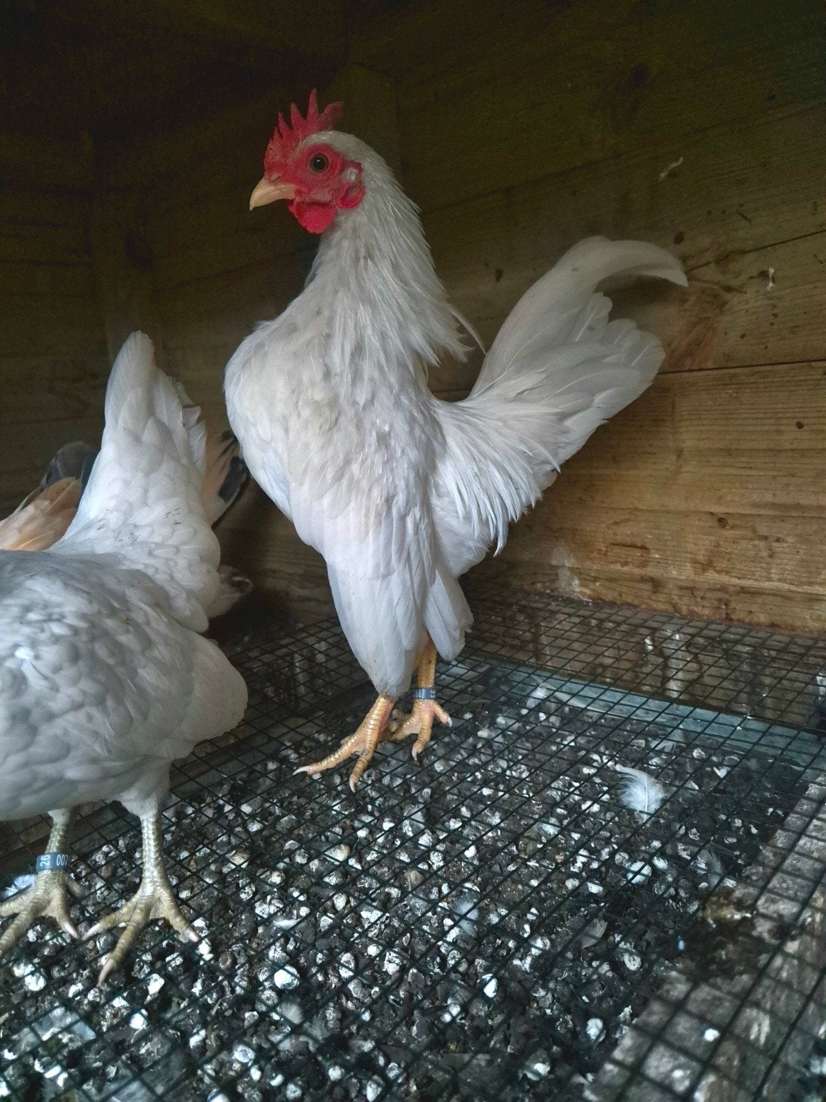 Witte Serama haan jong, Dieren en Toebehoren, Mannelijk, Kip