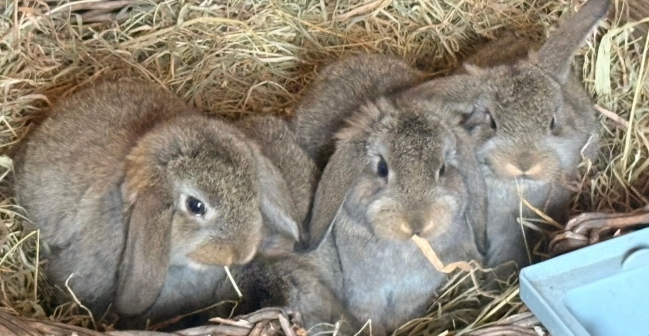 Dwerghangoren babys, Dieren en Toebehoren, Konijnen, Meerdere dieren, Dwerg, Hangoor