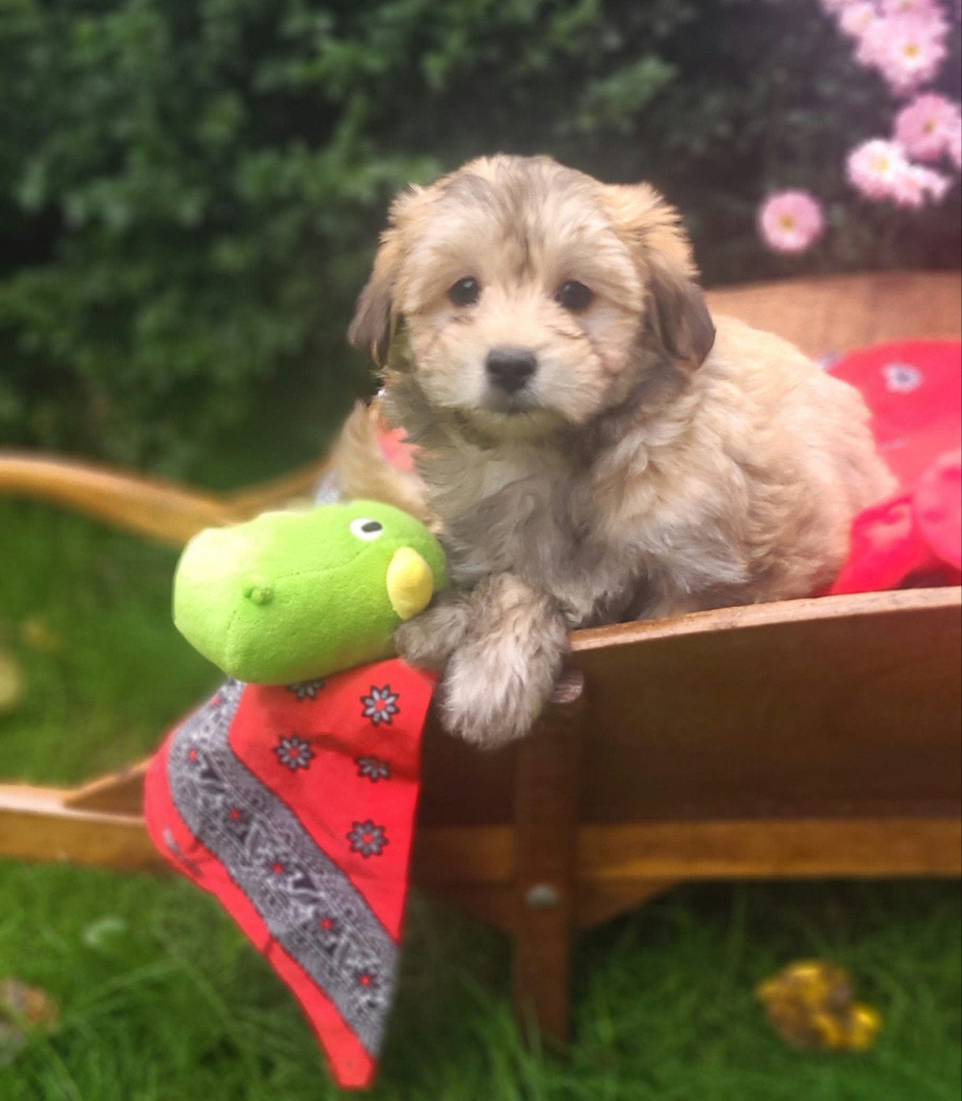 Leuke boomer pups te koop!, CDV (hondenziekte), 8 tot 15 weken, Meerdere, Meerdere dieren