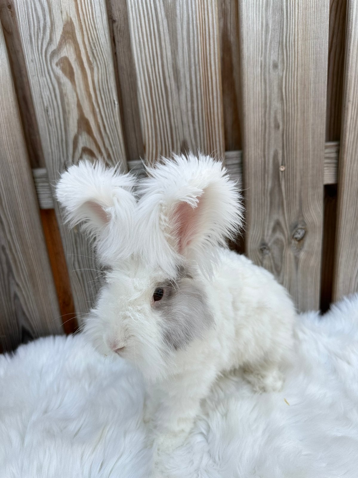 Lieve raszuiver engels angora rammetje, Dieren en Toebehoren