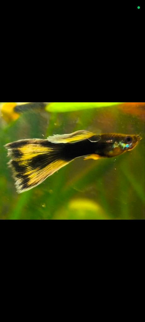 Yellow Tuxedo Gupppen, Dieren en Toebehoren, Vis