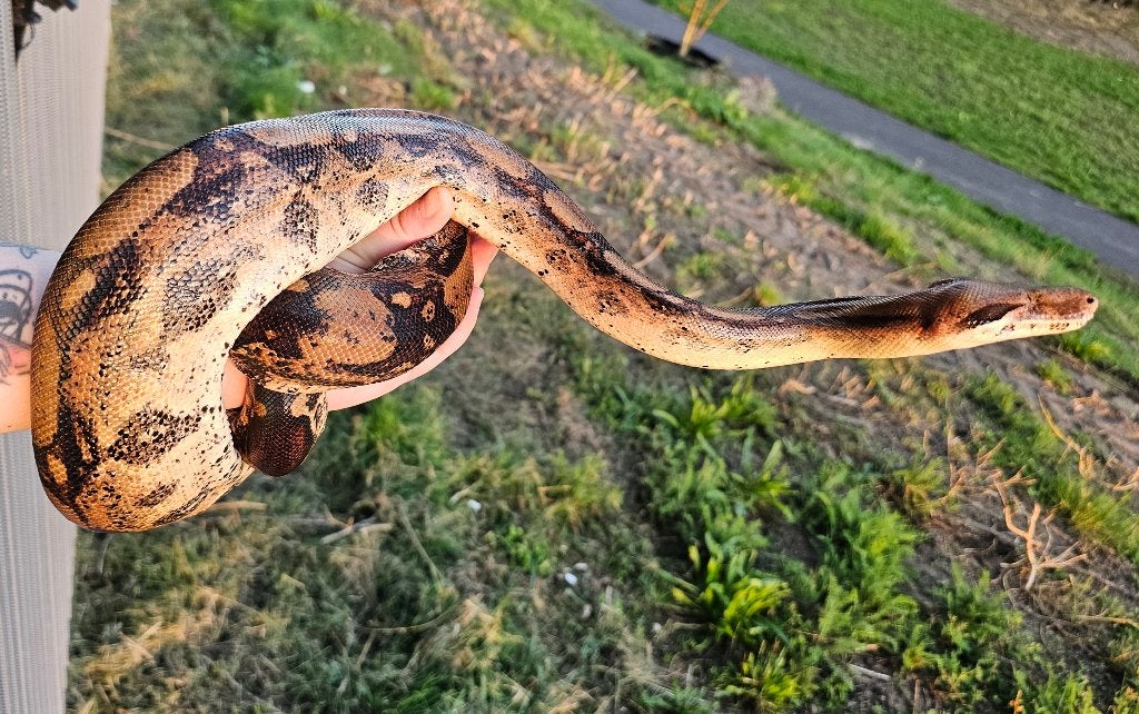 Pinkish fire vrouw boa imperator Boa Constrictor photo 6