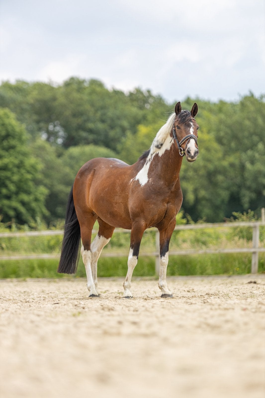 Super lieve d pony tekoop, Dieren en Toebehoren