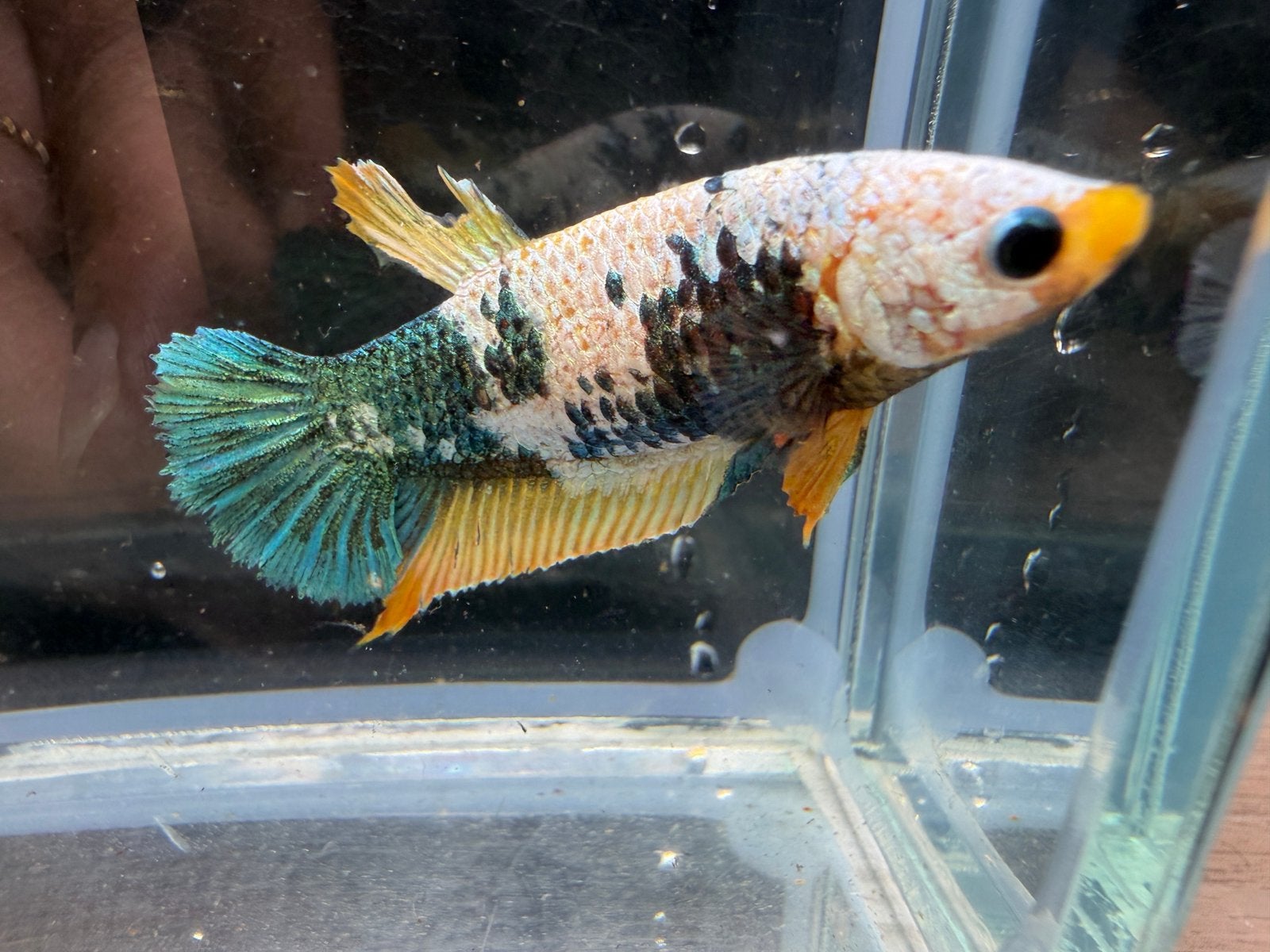 Bijzondere vrouwelijke Betta splendens, Dieren en Toebehoren, Vis