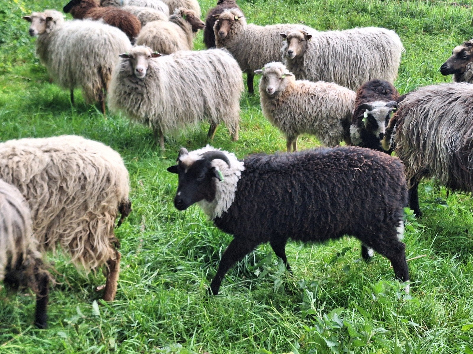 te koop mooie bonte zwart/witte skudde Dekram 1 jaar oud, Dieren en Toebehoren, Mannelijk, Schaap