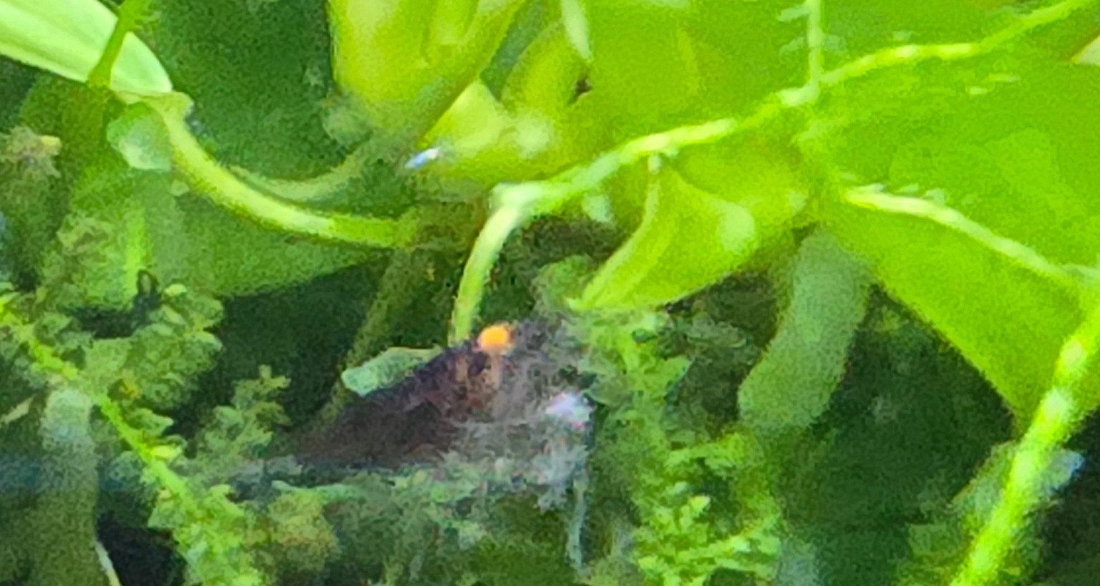 AQUARIUM COMPLEET MET 25 GARNALEN ORANJE OGEN(OE) KRAANWATER, Kreeft, Krab of Garnaal