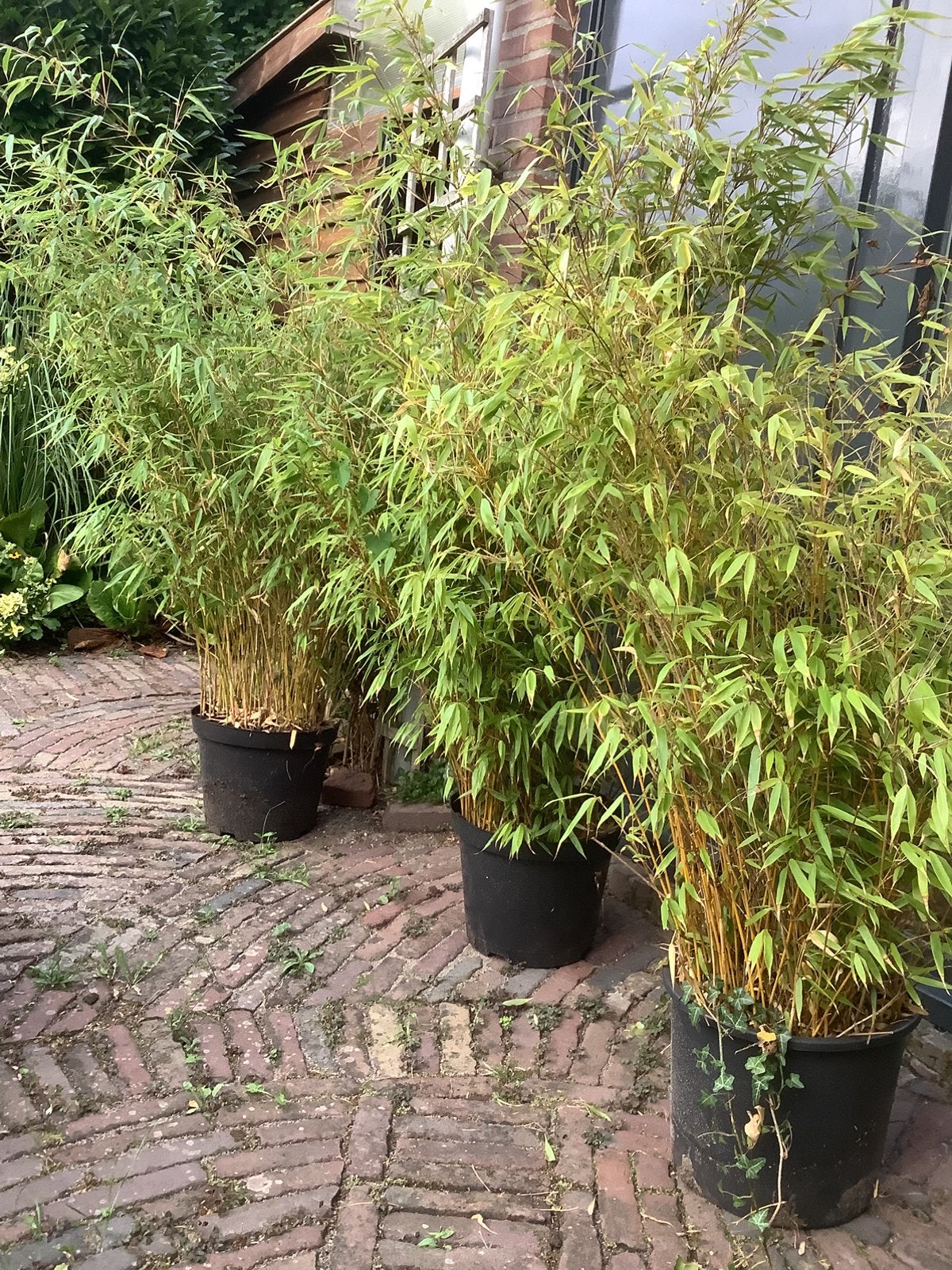 Bamboe 3x, Ophalen, Bamboe, 100 tot 250 cm