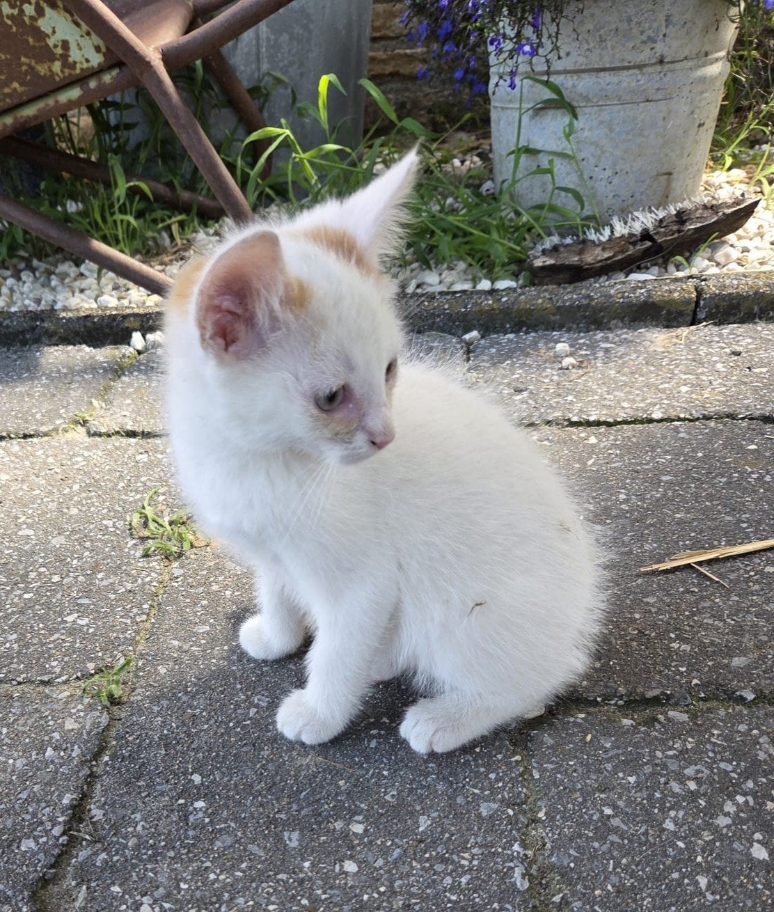 Super lieve kittens, Dieren en Toebehoren, Kater
