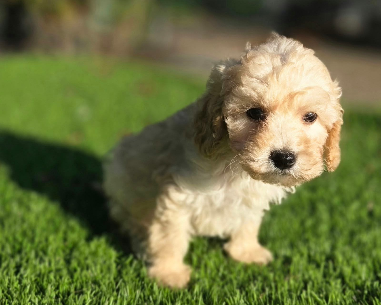 Super mooie maltipoo dwergpoedel x maltezer pups, Nederland, Overige rassen, 8 tot 15 weken, CDV (hondenziekte)