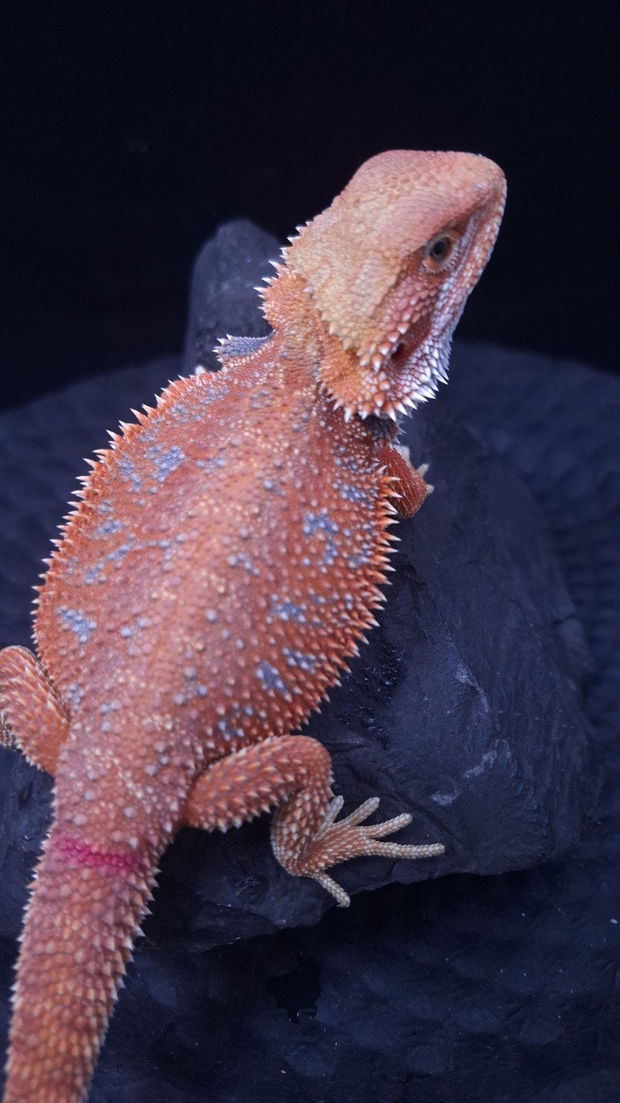 Baardagaam Vrouwen Red Hypo Blue Bar

Red Hypo
Re Bearded Dragon photo 7