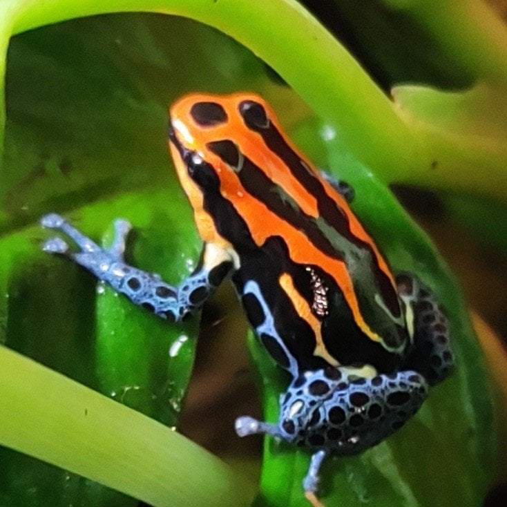 Ranitomeya amazonica 'Iquitos red'