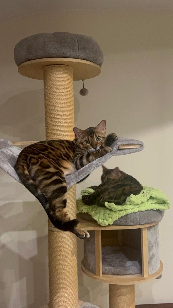 Twee prachtige Bengaalse katers zoeken een nieuw thuis., Poes, Gechipt, 0 tot 2 jaar