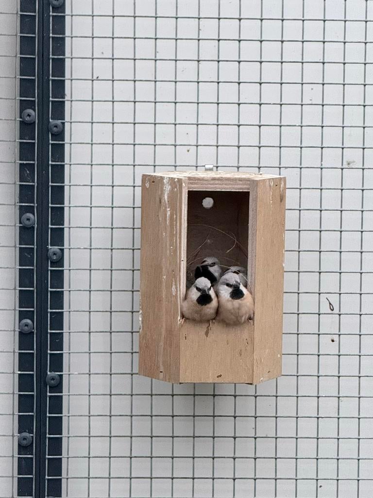 Spitsstaart amadines, Dieren en Toebehoren, Meerdere dieren