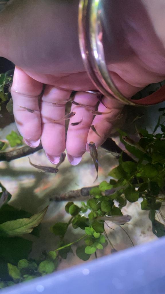 Baby guppys, Dieren en Toebehoren, Vissen | Aquariumvissen, Vis