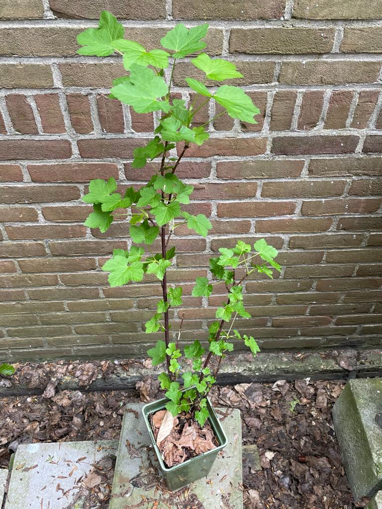 Bessen struiken (rode en blauwe bessenstruiken), Tuin en Terras, Ophalen, Minder dan 100 cm, Overige soorten, In pot
