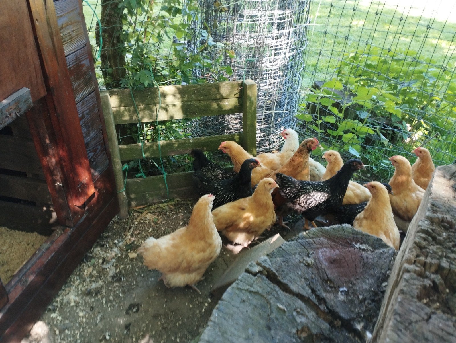 Kuikens barnevelder, orpington buff, Dieren en Toebehoren, Meerdere dieren, Kip
