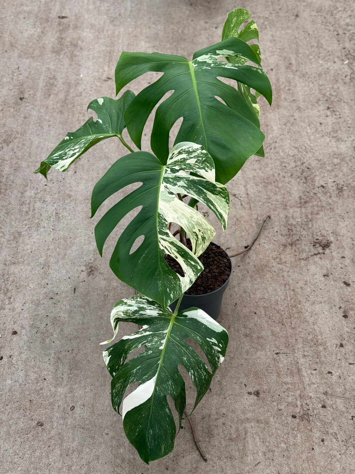 Monstera Albo Variegata, Ophalen of Verzenden, Halfschaduw, Minder dan 100 cm
