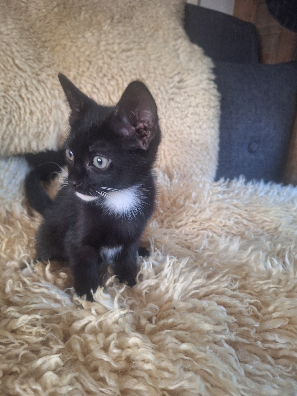 TE KOOP 3 KITTENS, Dieren en Toebehoren, Meerdere dieren