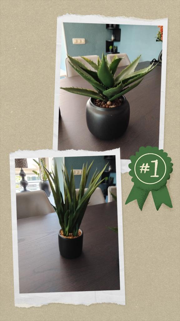 Set van 2 kunstplanten: Aloë Vera en Sansevieria, Ophalen, Groen, Onderhoudsvrij, Kunstplant