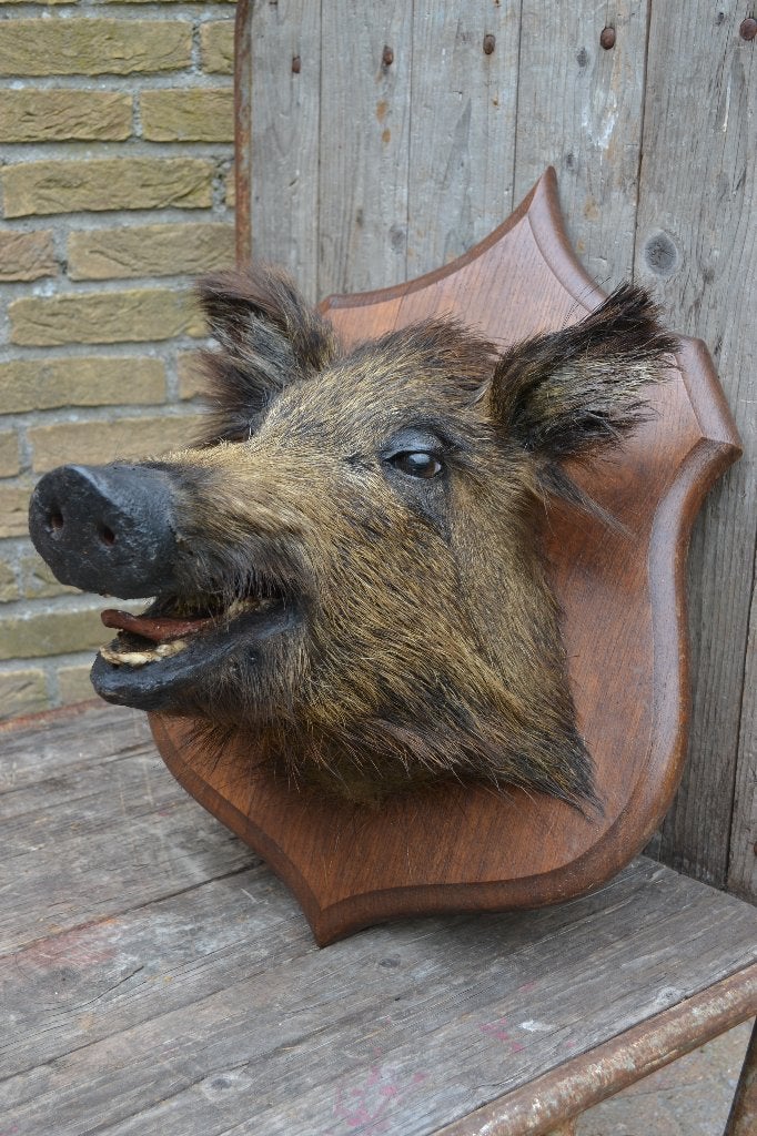 Taxidermie, Wild zwijn BLOSSOM BROCANTE, Ophalen of Verzenden, Vogel, Opgezet dier