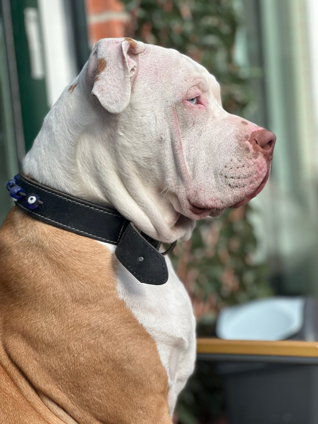 Bully XL - 9 maanden - Teefje, Dieren en Toebehoren, 15 weken tot 1 jaar, CDV (hondenziekte), Teef, Eén hond